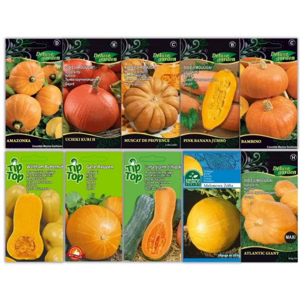 Pumpkin seed set, 10 pcs.