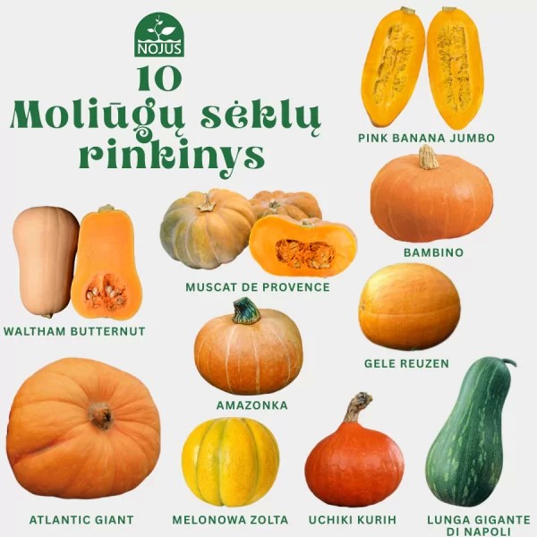 Pumpkin seed set, 10 pcs.