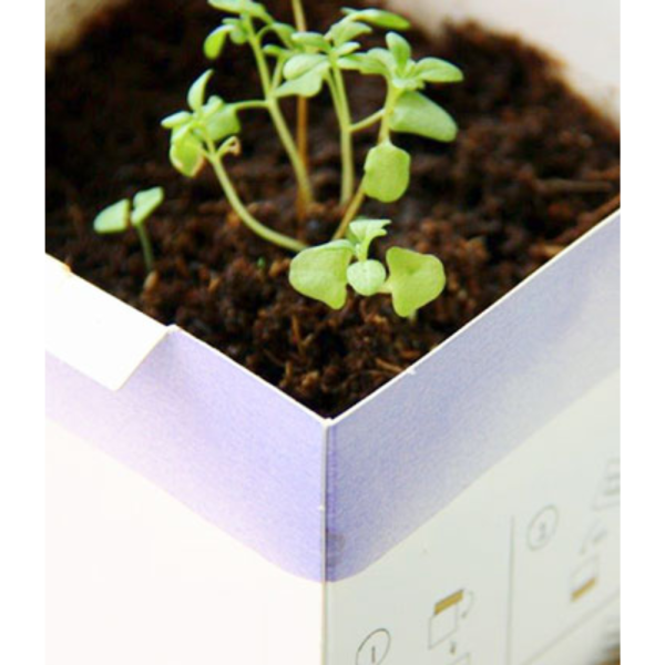 Mint Growing Kit