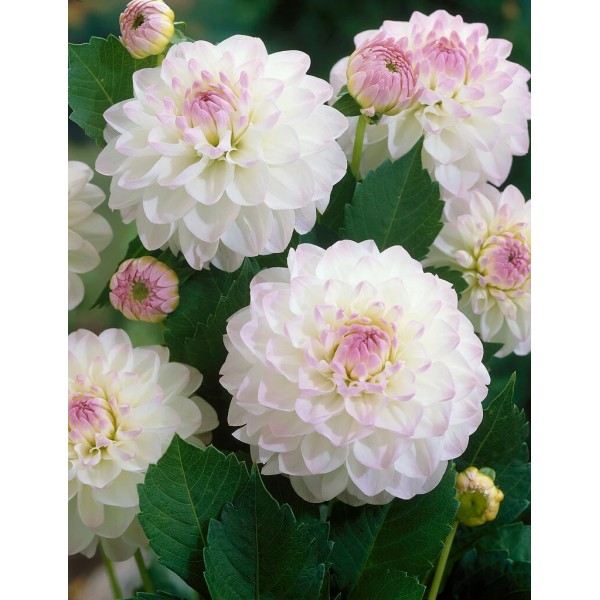 Dahlia EVELINE 1 pcs.