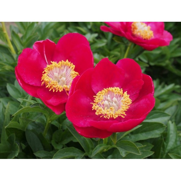 Peony Fairy Princess