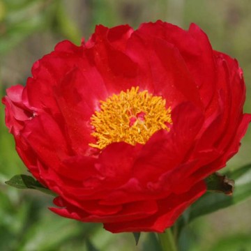 Peony Carina
