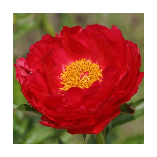 Peony Carina
