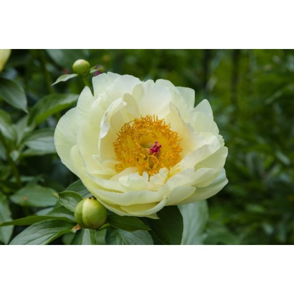 Peony Lemon Chiffon