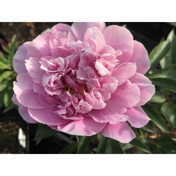Peony Sweet Harmony