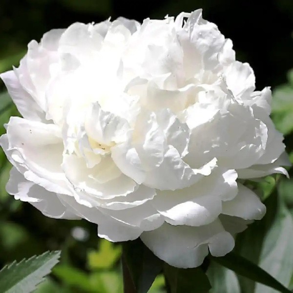 Peony White Towers