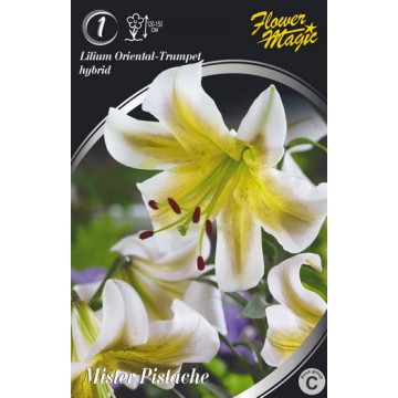 LILIUM MISTER PISTACHE