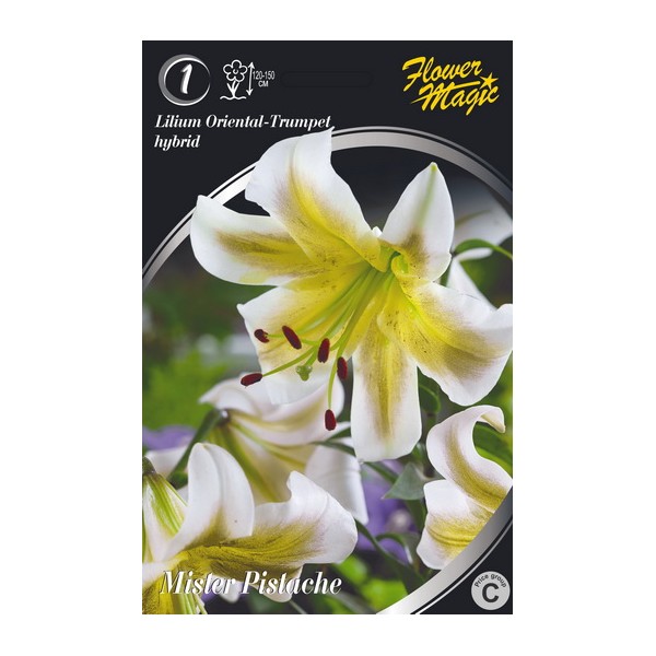LILIUM MISTER PISTACHE
