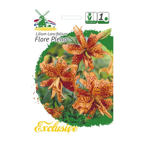 LILJAT EXCLUSIVE FLORE PLENO