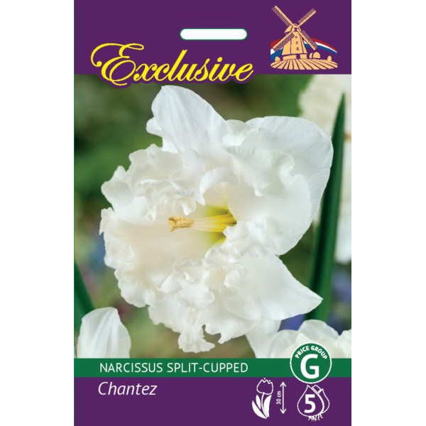DAFFODIL EXCLUSIVE CHANTEZ