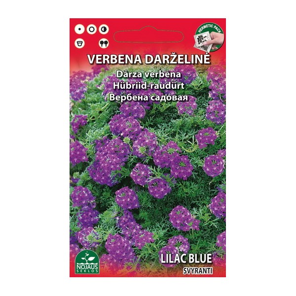 Vervain LILAC BLUE