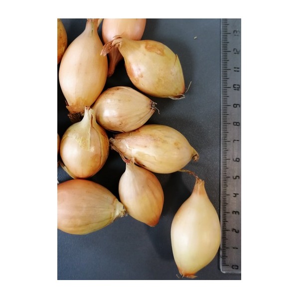 STURON 21/24, ONION SEEDLINGS (10 KG)