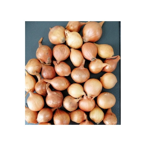 STUTTGARTER RIESEN 21/24 onion seedlings 0.5 kg