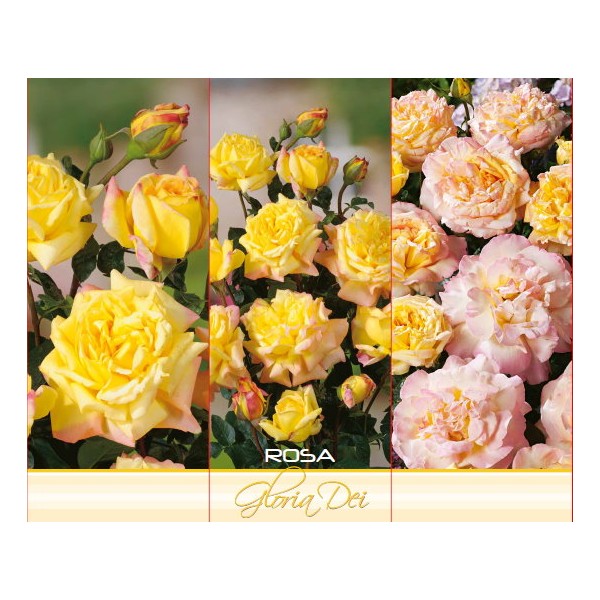 Hybrid Tea Rose ‘Gloria Dei’ – Yellow