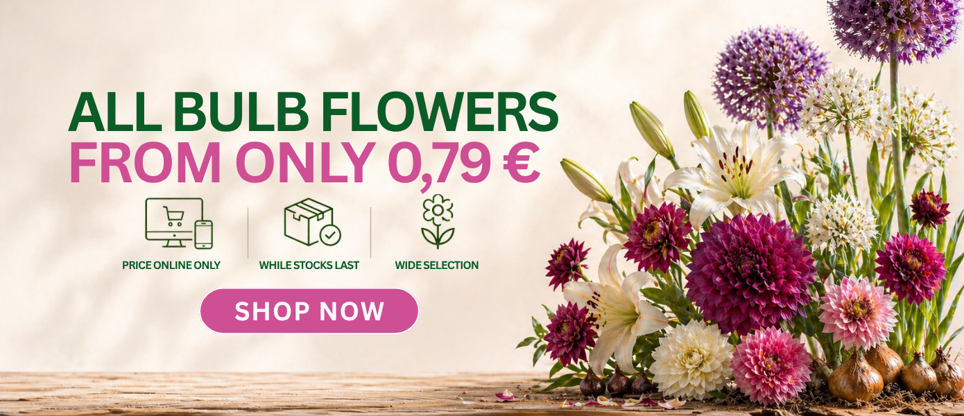 Svogūninės 0,79€ EN/FI