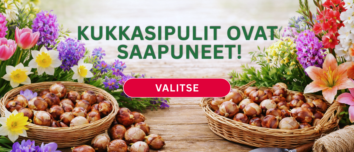 Svogūninės gėlės EN/FI